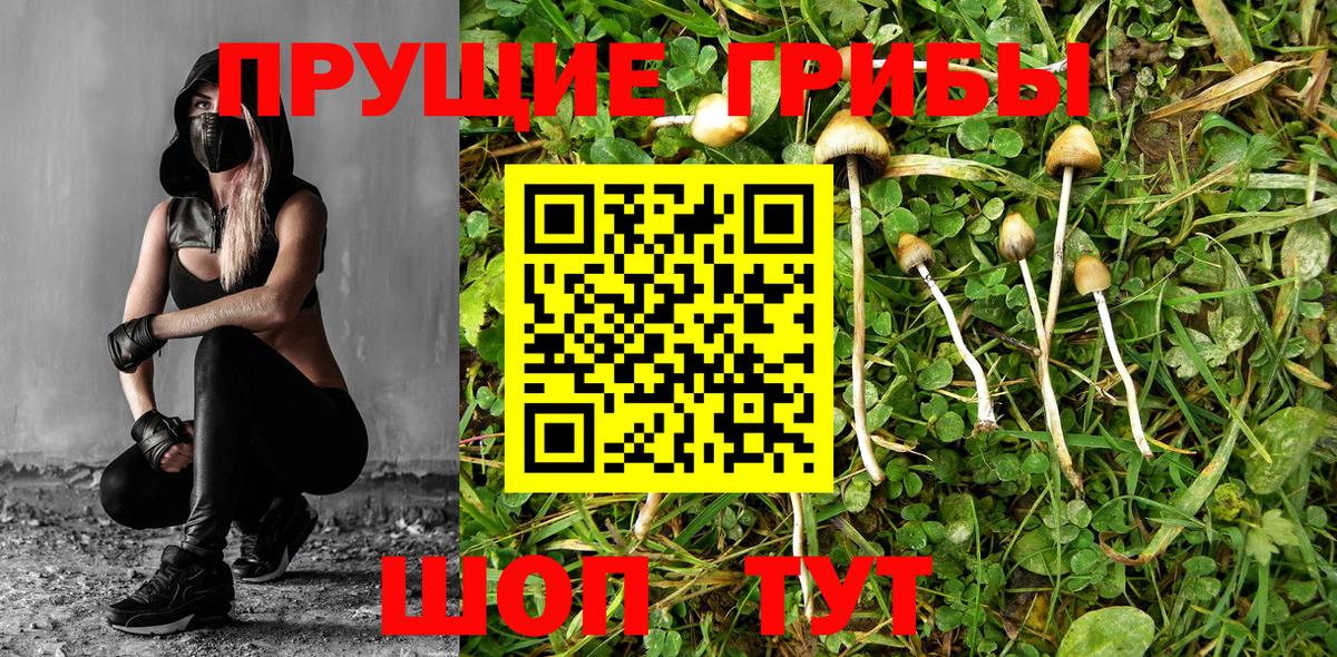 Ступино  Псилоцибиновые грибы Psilocybe  хочу   Вход с VPN 